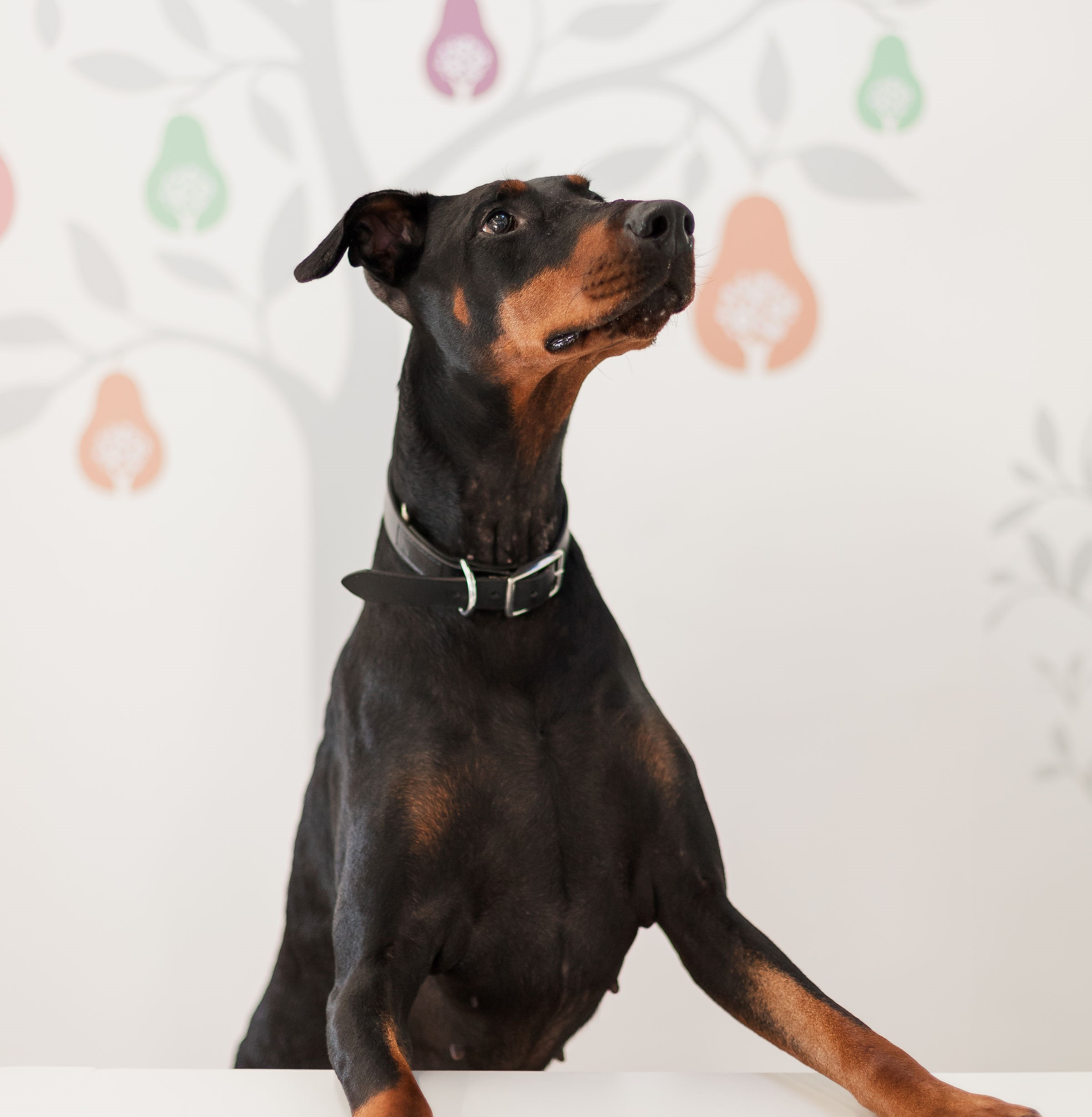 Photo of the office dog, Luna, who is a Doberman, looking attentively and sat in front of colourful logo